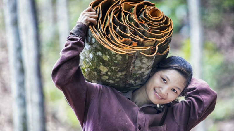 Sustainable Artichoke & Cinnamon Cultivation and Development