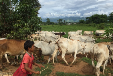 Phát triển ngành chăn nuôi bò và thịt bò ở Đông Nam Á